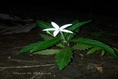 Laurentia longiflora